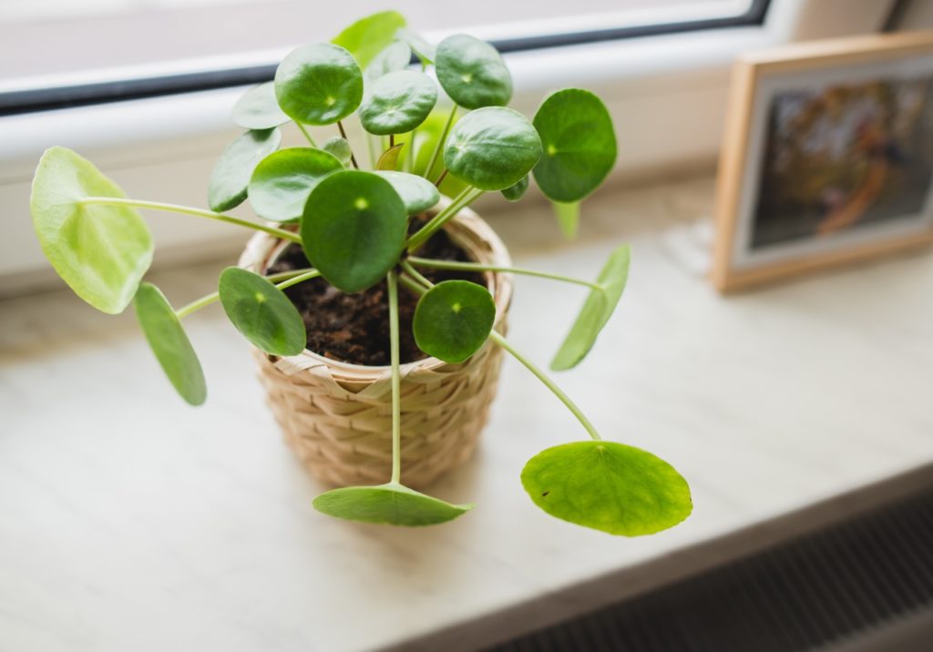 Pilea peperomioides with round green leaves growing on long thin stems from a pot on a windowsill