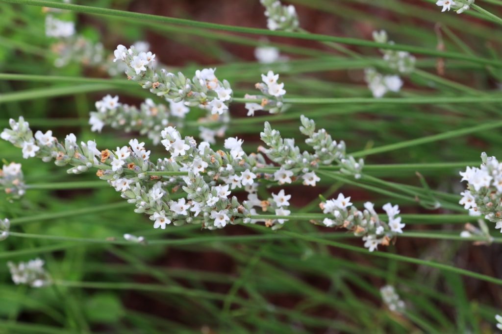 white English lavender with tiny white flowers growing on long stems