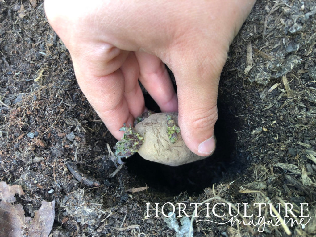 someone placing a potato tuber into a prepared hole in the ground