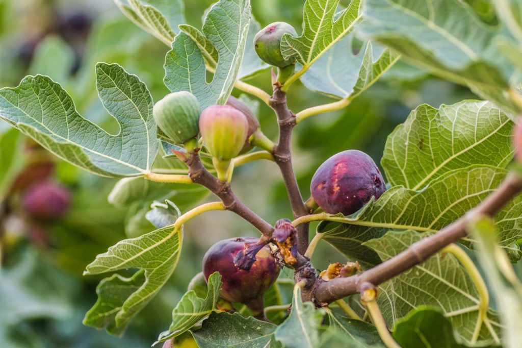 leaves and fruits from a fig tree