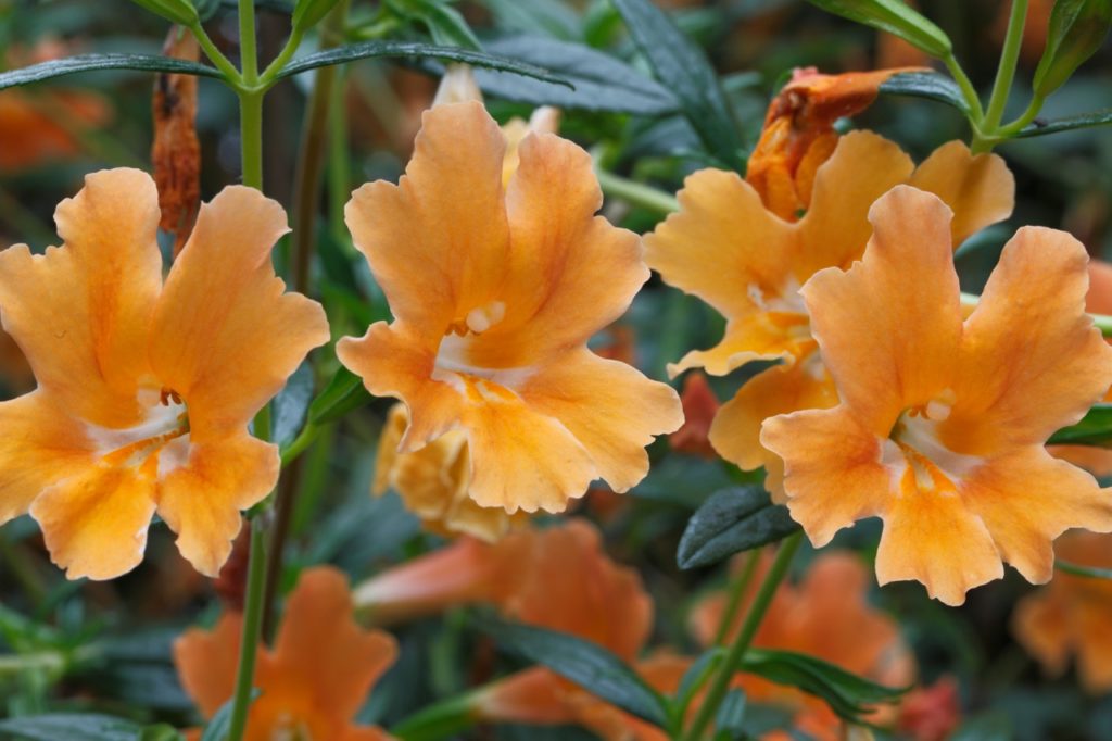 orange monkey flower plant with a splash of white on the inside