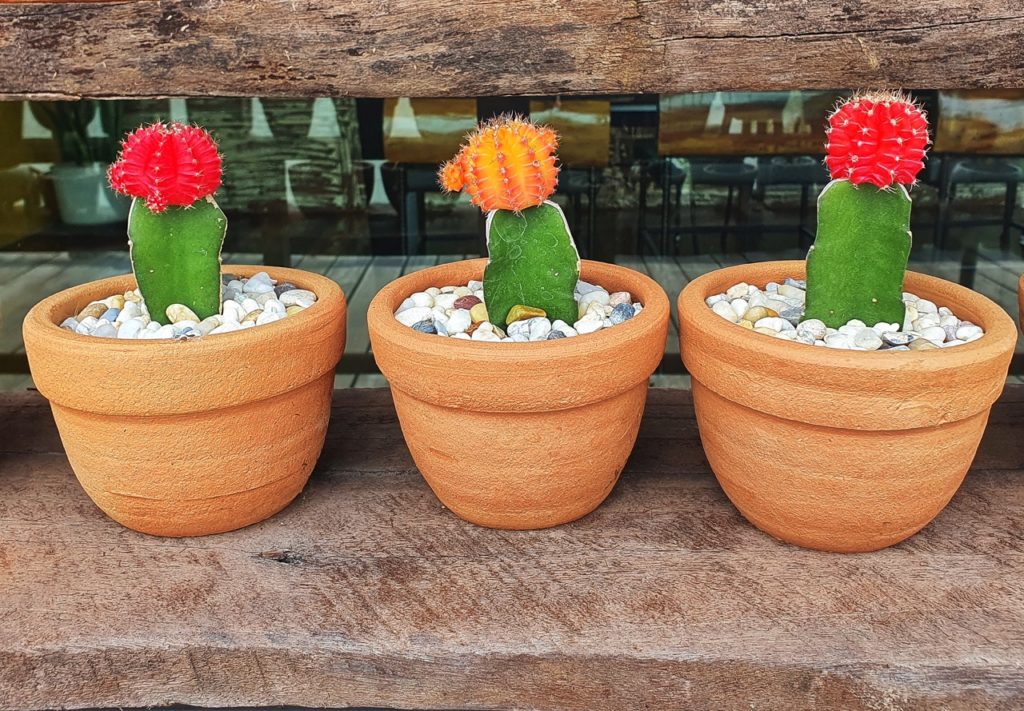 three moon cacti plants growing in a row with orange and red heads