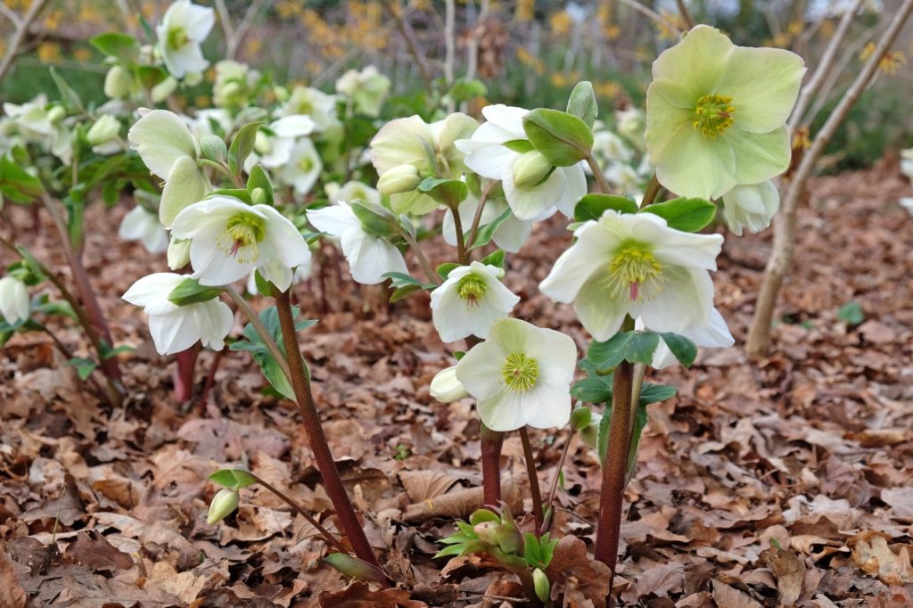 hellebore plant with yellow, green and white flowers growing on tall red stems from ground that is covered in dead brown leaves