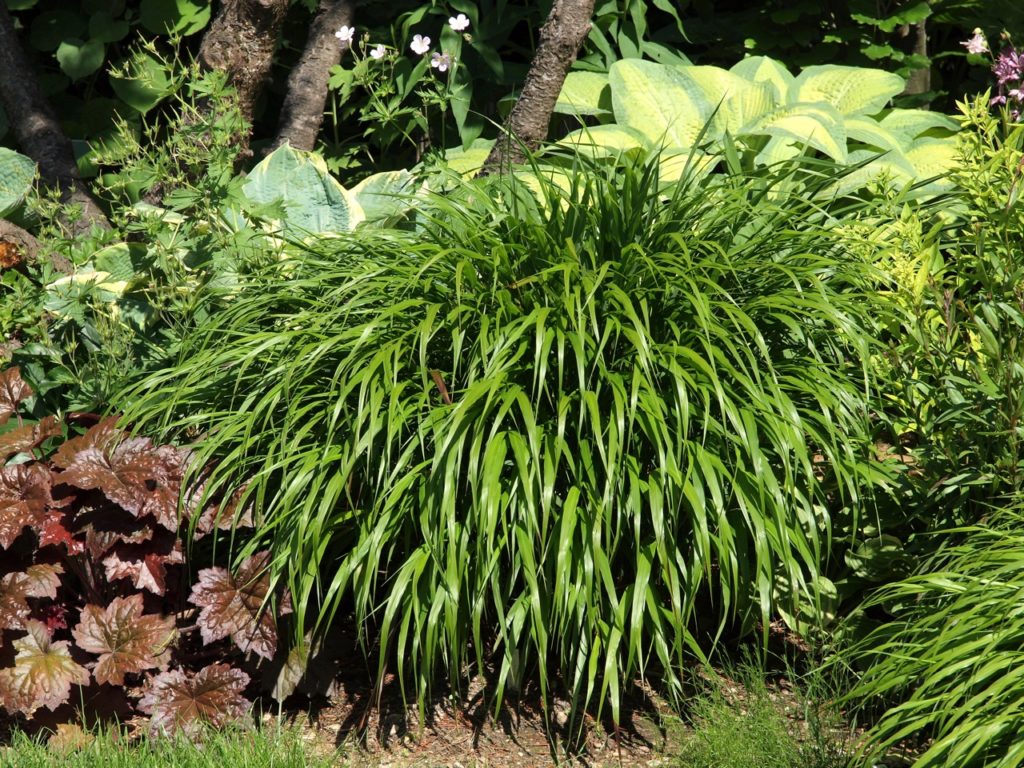 Japanese forest grass shrub with long thin leaves growing next to heuchera and plantain lily