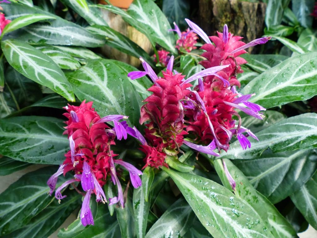 Brazilian fireworks plant with pink bracts and purple flowers and large oval green leaves that have silver veins