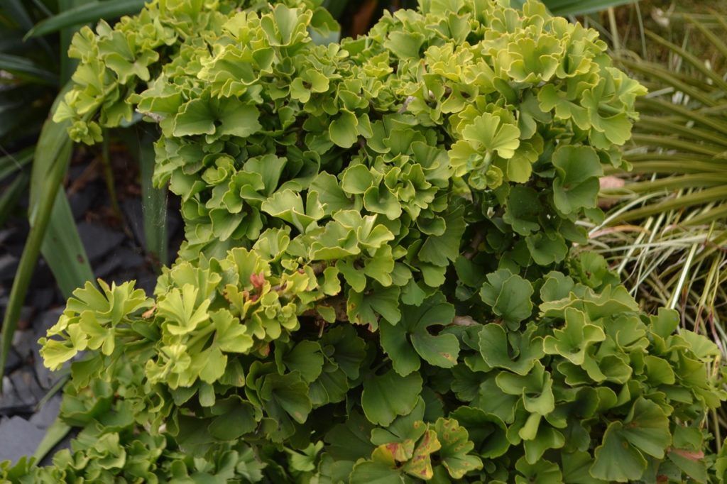maidenhair tree with unique frilly green leaves