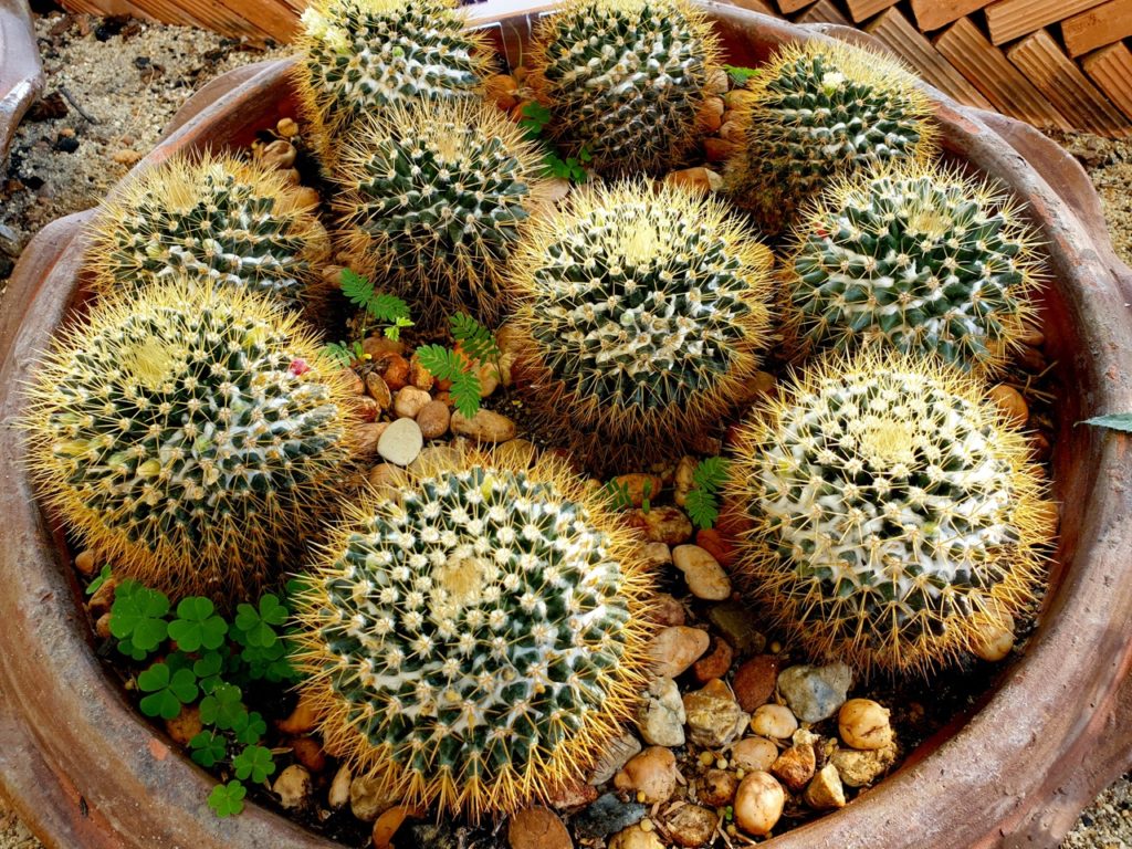 many Mammillaria nivosa cacti growing in a pot with yellow spiky pines
