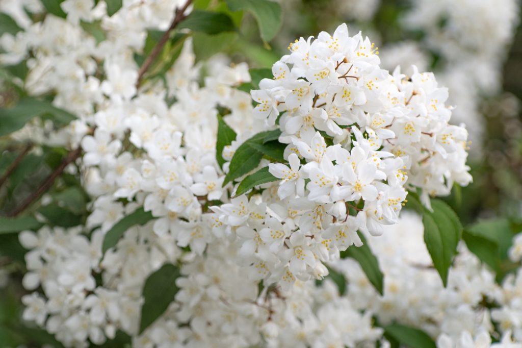flowers growing in clusters on a mock orange 'snowbelle' shrub