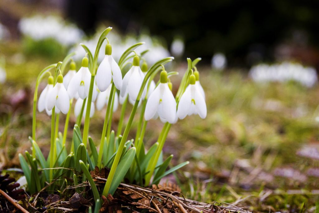 Galanthus nivalis plant with white drooping flowers growing from arching stems