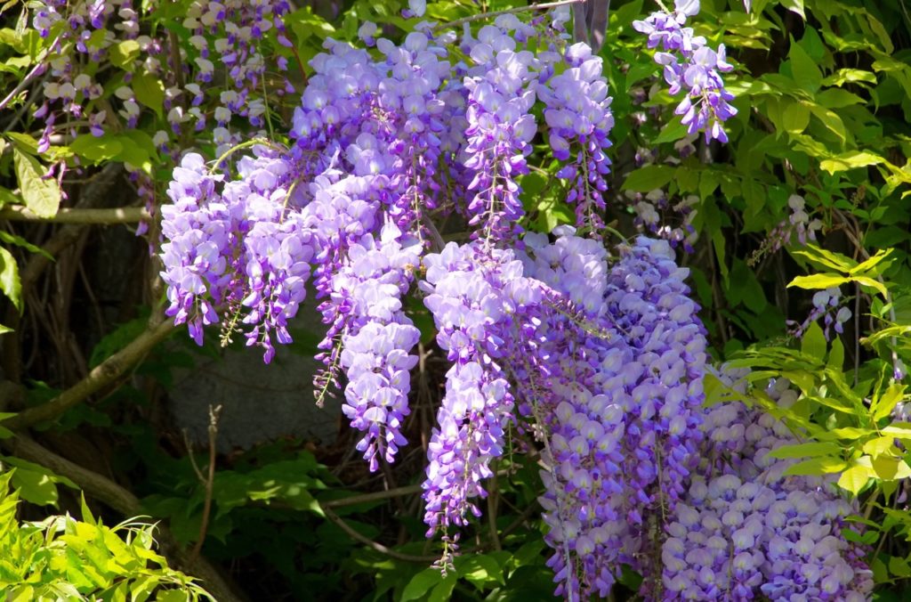Chinese wisteria plant with cascading lilac and purple flowers