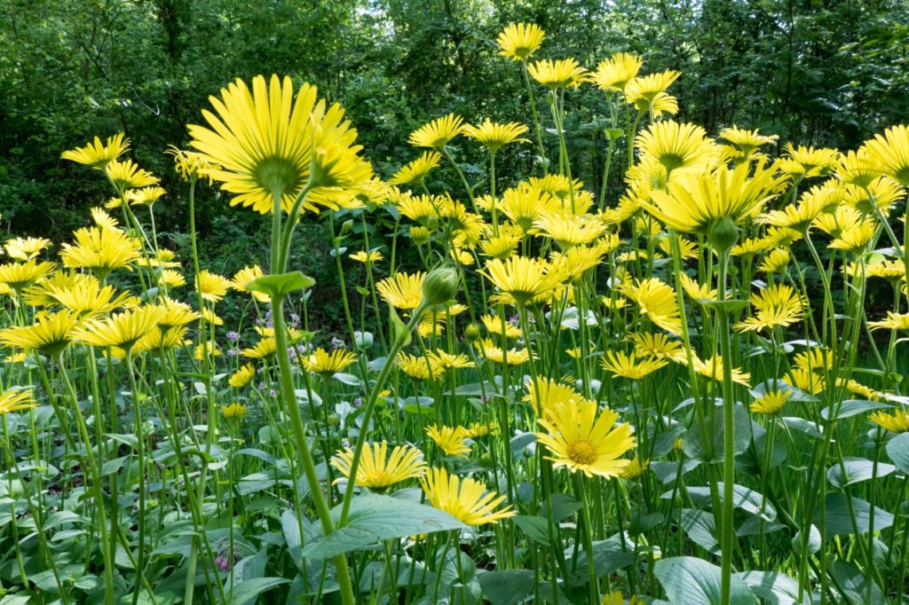 yellow flowering great leopard's bane