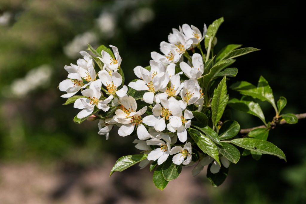 close-up of the branch of a Hupeh crab tree with white blossom and dark green glossy leaves