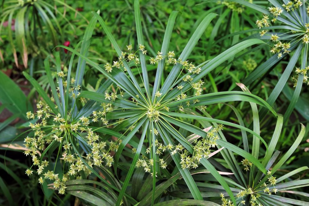 papyrus plant with long thin green leaves growing outside with tiny white flowers