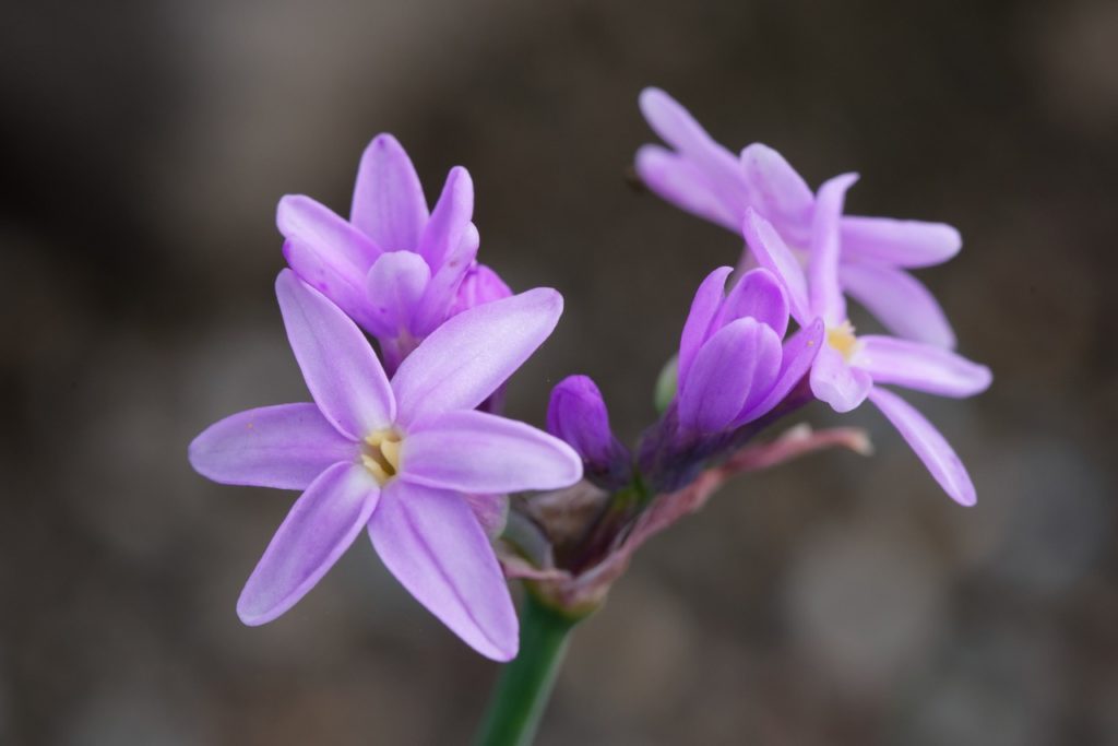 close-up of the star-shaped lilac flowers from a tulbaghia fragrans plant