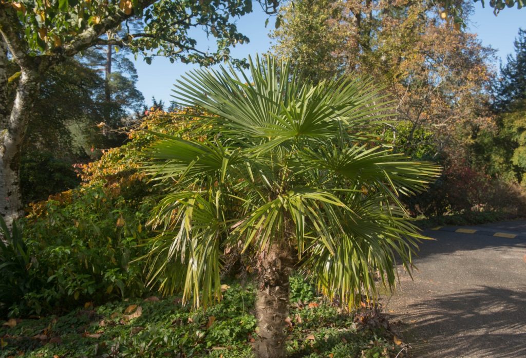 young palm growing in a large garden