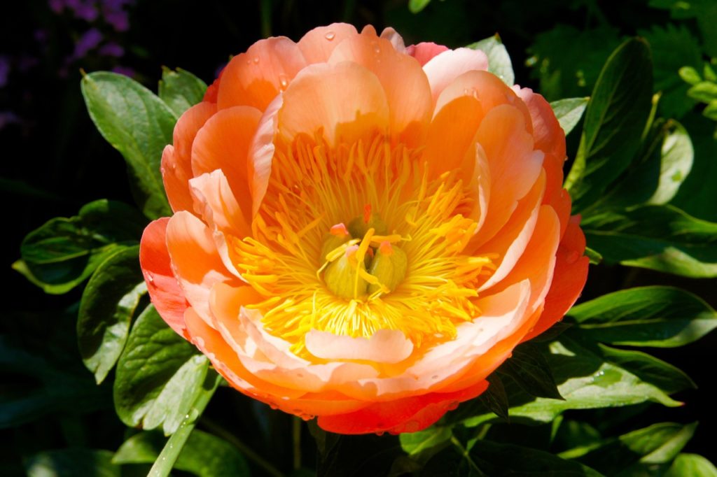 a peach coloured peony with dark green foliage