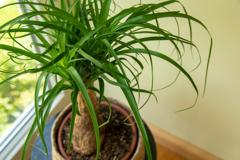 Beaucarnea recurvata growing in a container inside in front of a window and wall with frilly green leaves