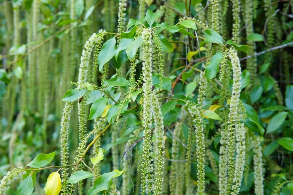 green and white flowers growing on racemes of a holly-leaved sweet spire shrub