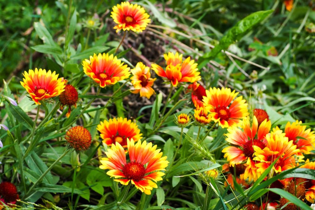 Gaillardia aristata shrub with red flowers and petals tipped with yellow