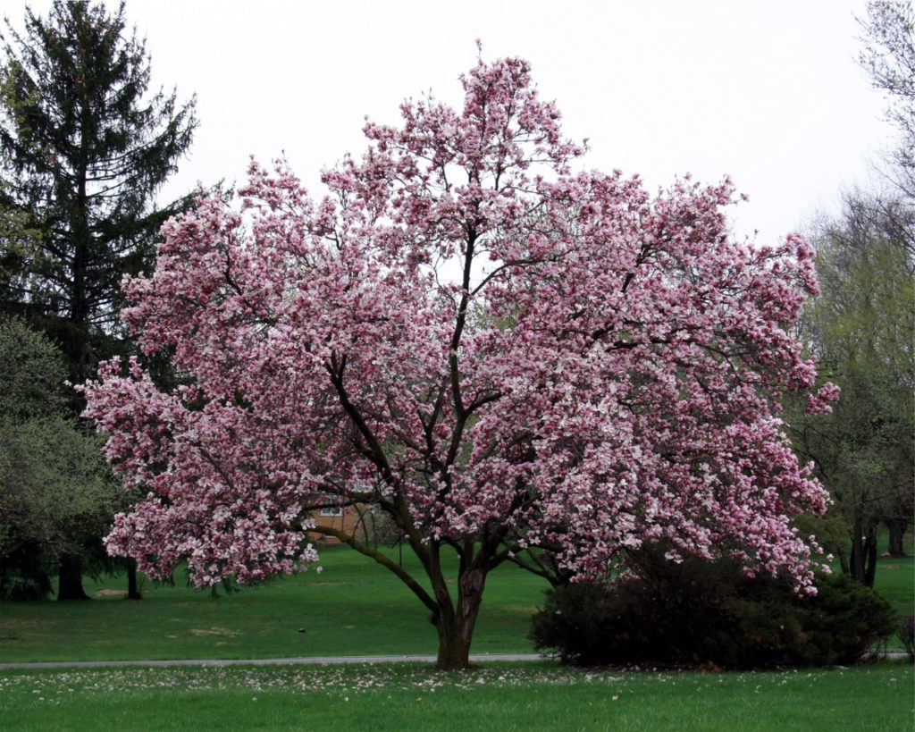 large pink flowering magnolia tree growing in front of a narrow path in a park