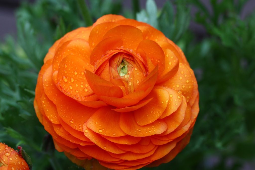 a Persian buttercup with layered ruffled orange flowers and dark green leaves