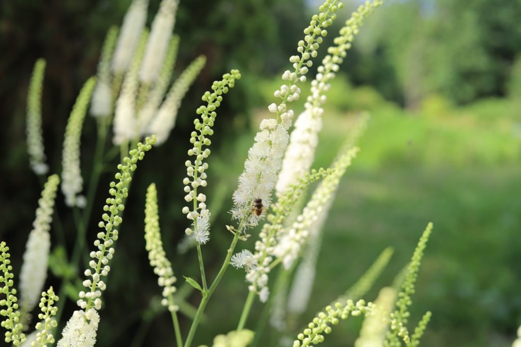 a bee on a cohosh bugbane plant with white flowers growing on tall green stems