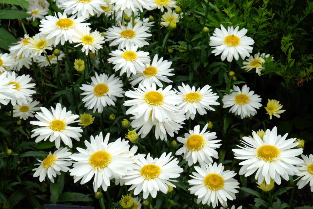 white flowering Shasta daisies with yellow centres