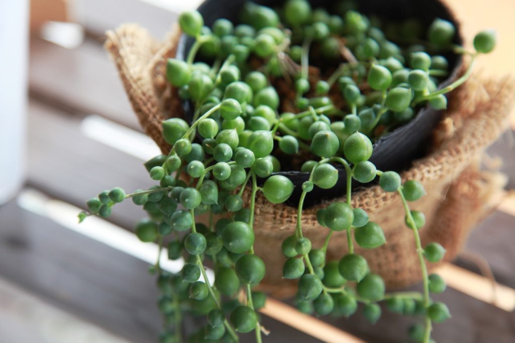 string of pearls plant with beaded appearance growing in a wicker basket