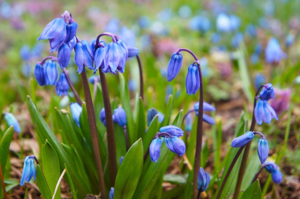 Siberian squill with blue flowers growing from arching red stems and thin, oval green leaves