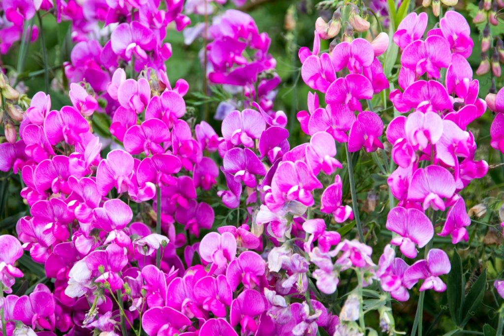 sweet pea plant with bright pink flowers
