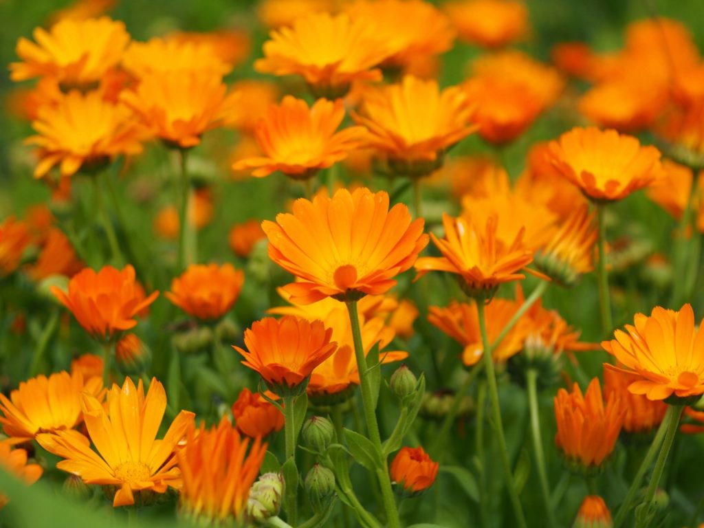 a field of pot marigolds growing outside