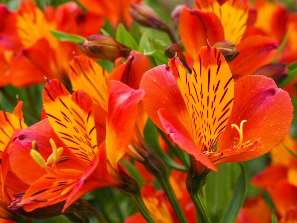 orange, yellow and brown-flecked Peruvian lilies growing in a field