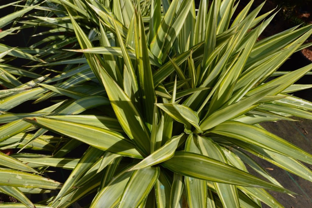 yucca shrub with long thick spiky green leaves growing outside