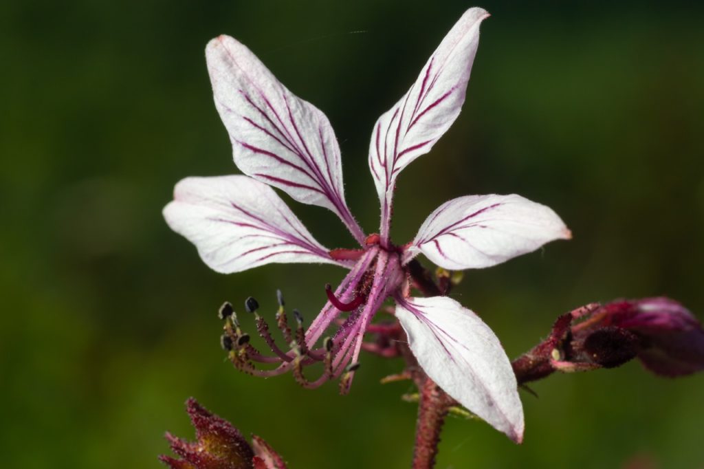 close-up of a single white-flowering dittany flower with pink veins