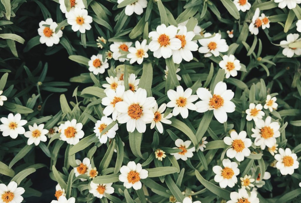 white flowers with dark yellow centres and long thin light green leaves from a Melampodium leucanthum plant