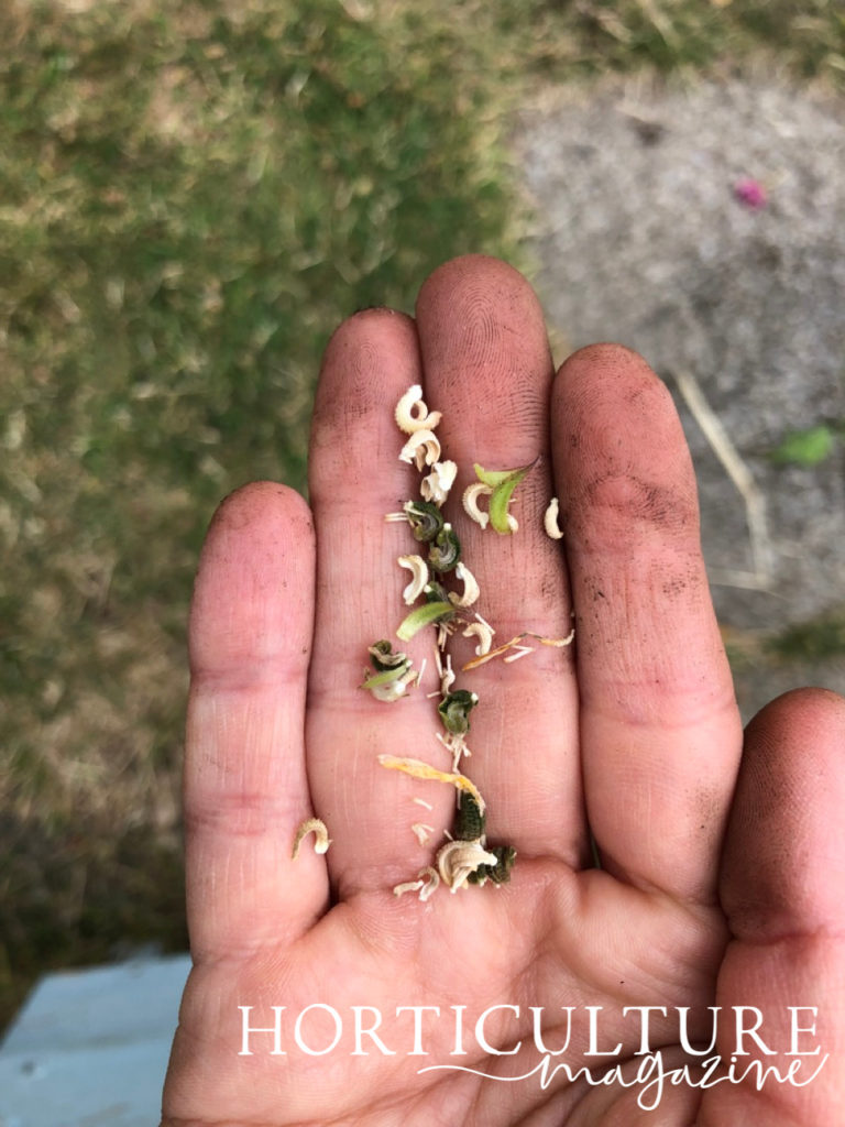 a hand holding lots of curved green and white calendula seeds that have been harvested from the plant