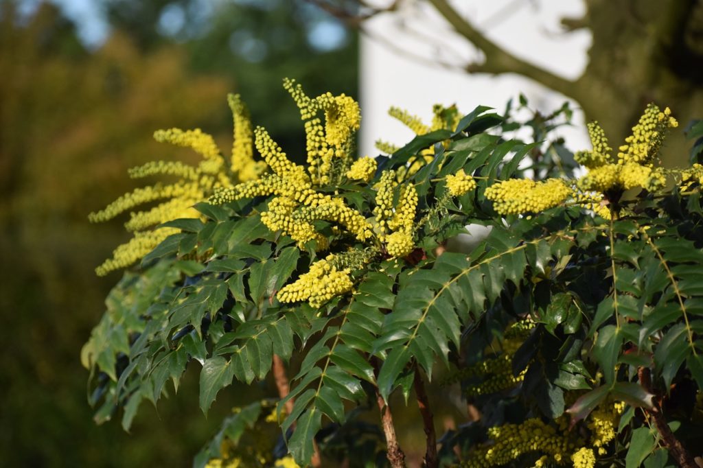 clusters of yellow flowers growing from a mahonia shrub with dark green serrated leaves