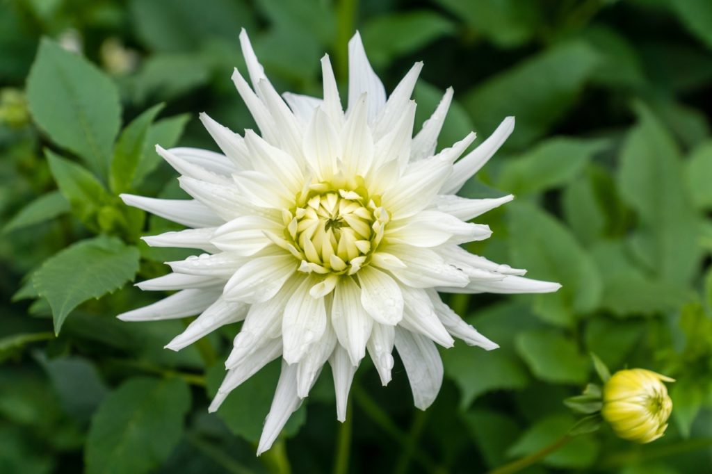 close-up of a dahlia 'my love' flower with white pointed petals