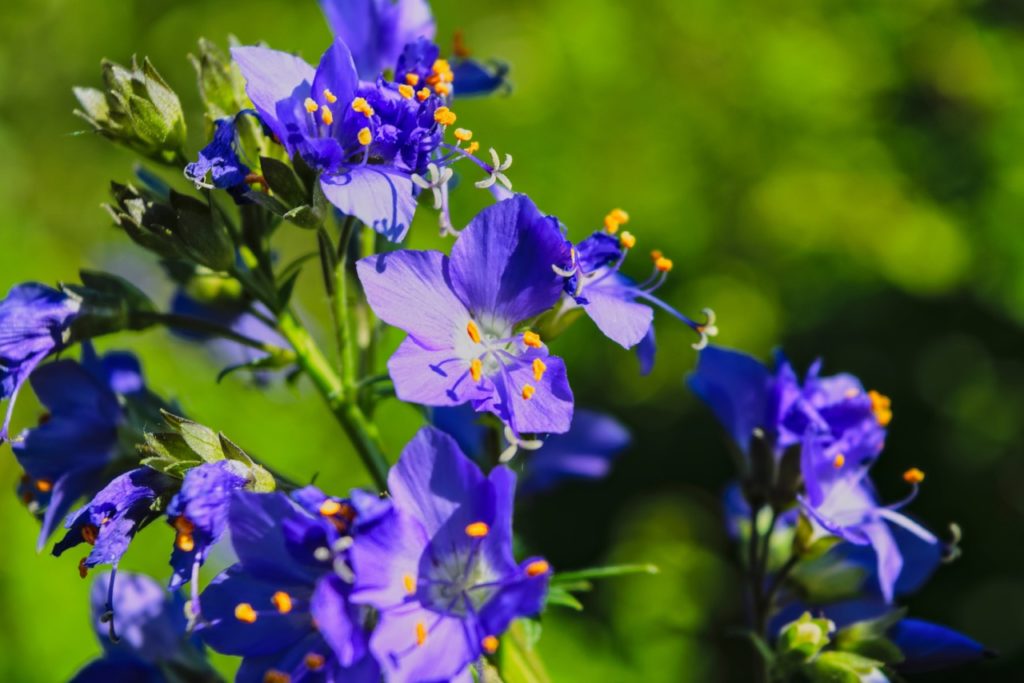 blue star-shaped flowers from a Jacob's ladder plant with orange stamen and faded white centres