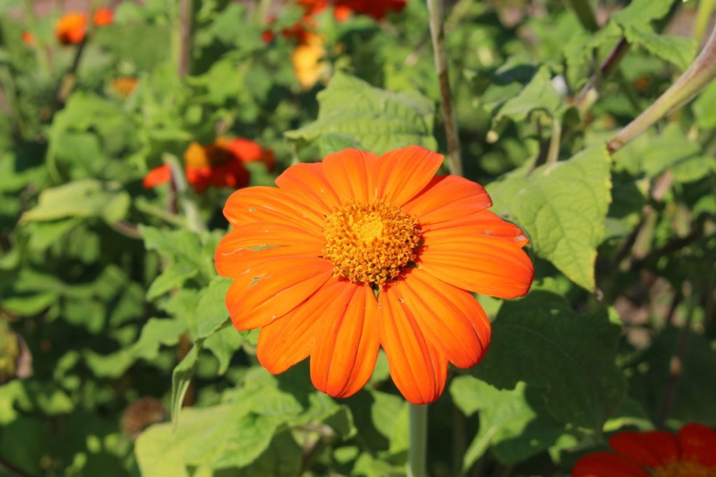 orange daisy-like flower from a Mexican sunflower