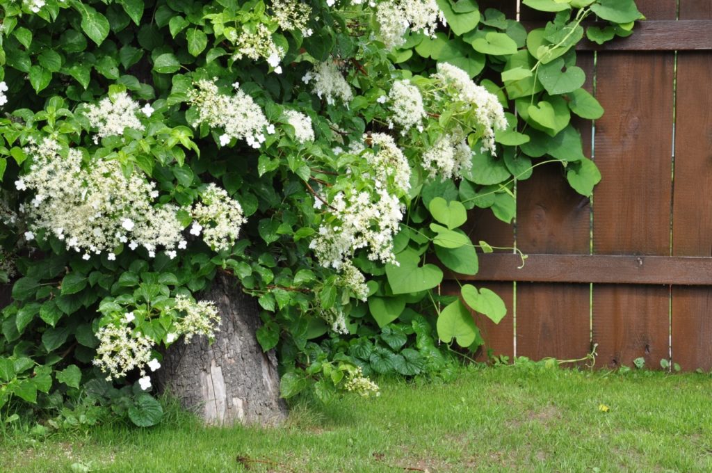 heart-shaped green leaves growing against a wooden fence from a white-flowering hydrangea shrub