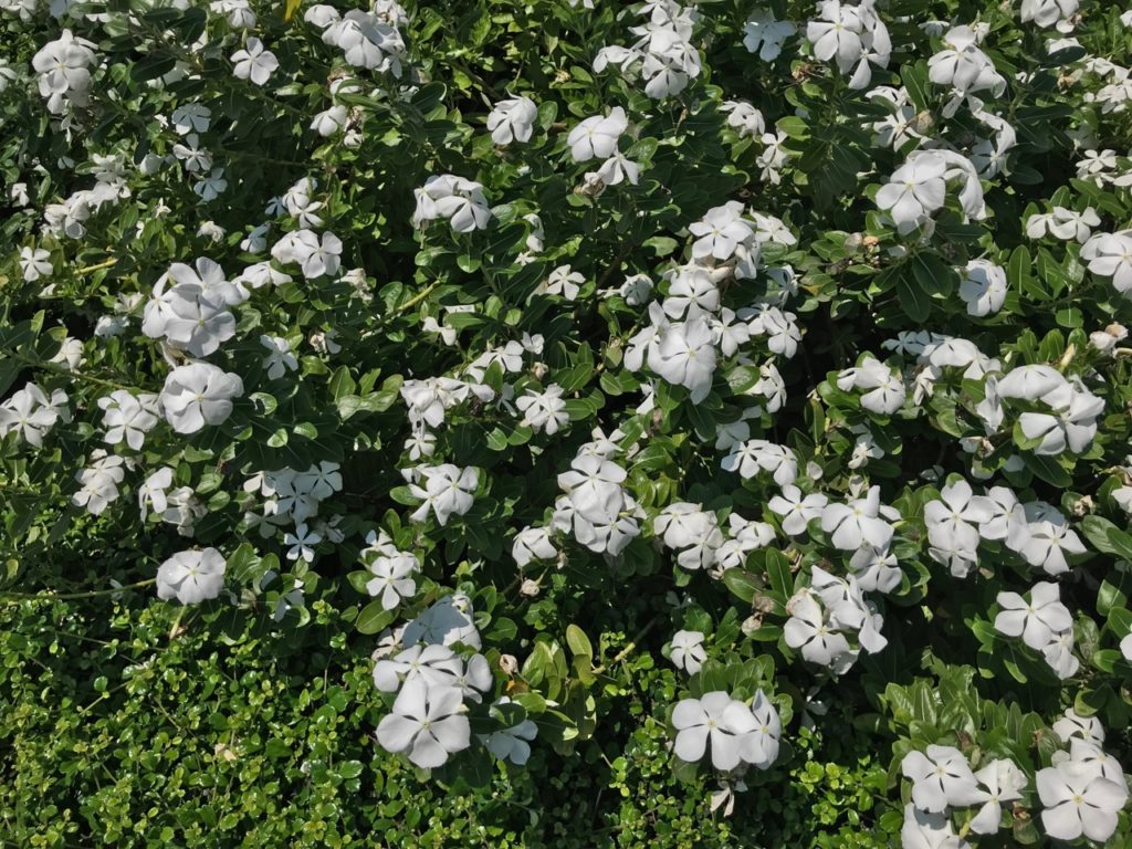 ground covering lesser periwinkle with five-petalled flowers