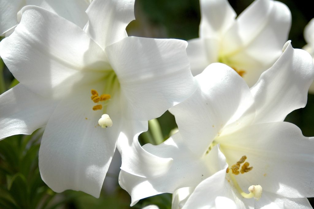 close-up of the white flowers from a lily 'casa Blanca plant with ruffled petals and orange stamens