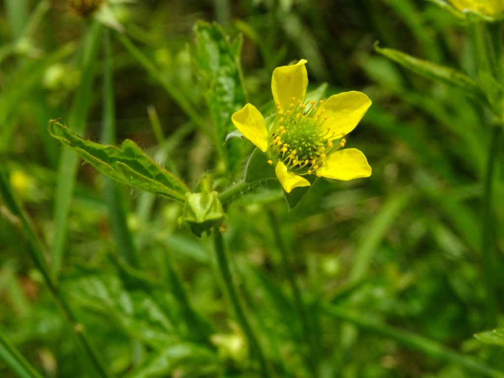 a singular yellow flower with a green centre from a Geum urbanum