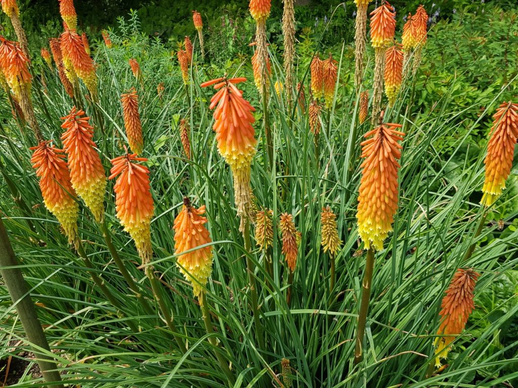 a large cluster of red hot poker plants with yellow and orange flowers growing on thick tall stems