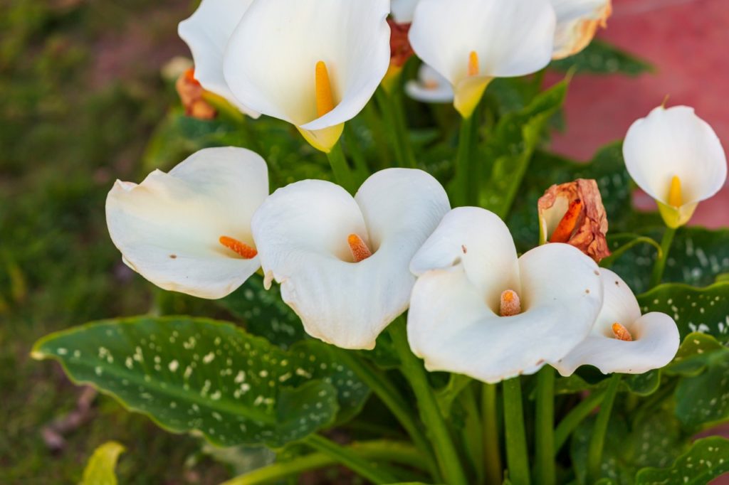 Arum Lily 'White Giant' with white flowers and orange spadix