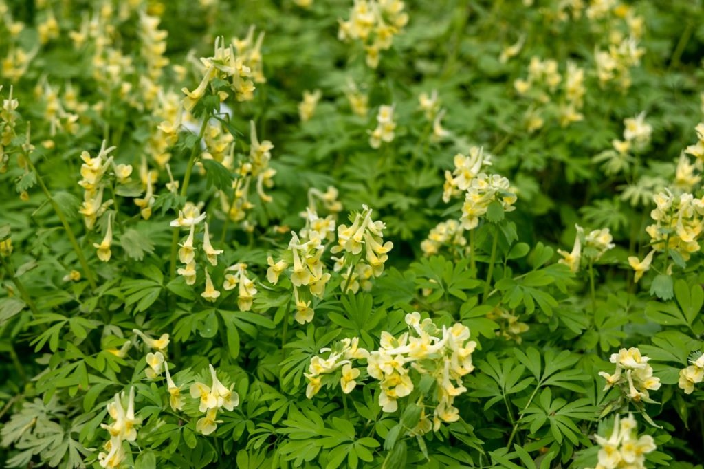 yellow-flowering corydalis ground covering plant