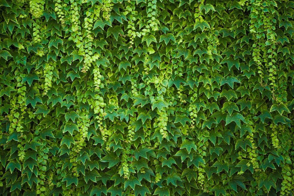 a wall covered in the leaves of an ivy plant
