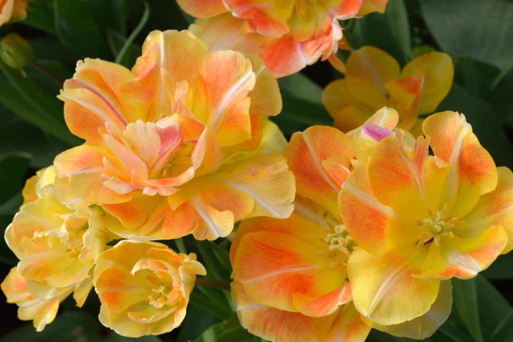 yellow tulips with orange markings on the petals