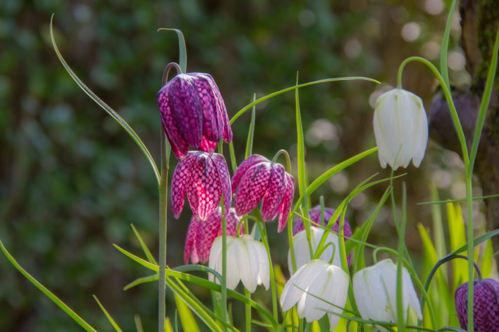 Fritillaria meleagris plant with pink and purple checkerboard petals growing on arching stems